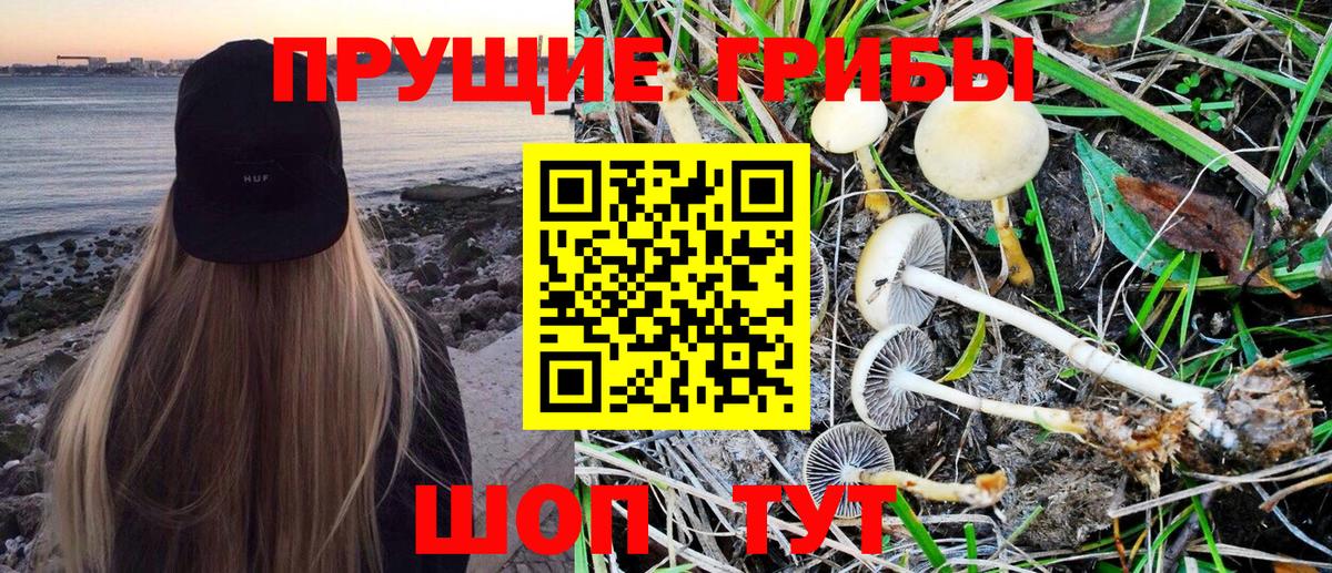Кимры  Псилоцибиновые грибы MAGIC MUSHROOMS  Вход с VPN 